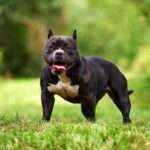 american-bully
