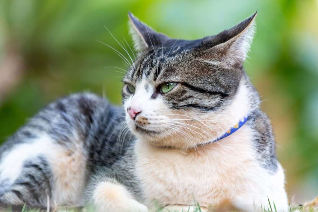 american-wirehair