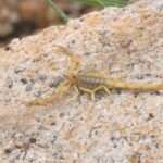 arizona-stripetail-scorpion