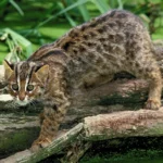 asian-leopard-cat