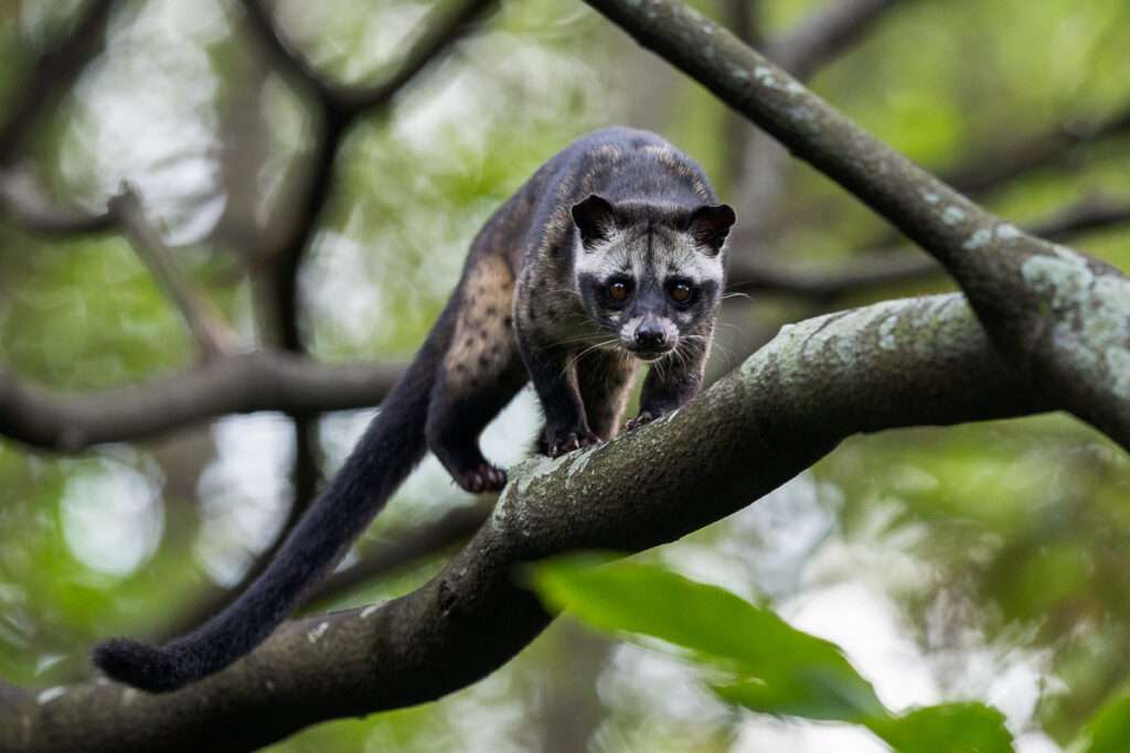 Asian Palm Civet