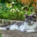 asian-semi-longhair-cat