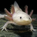 axolotl