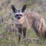 bat-eared-fox