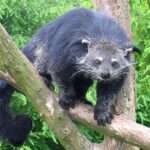 binturong