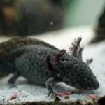 black-axolotl.