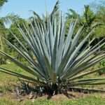 blue-agave