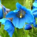 blue-himalayan-poppy.