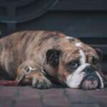 brindle-english-bulldog