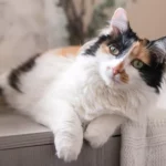 calico-cat