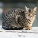 california-spangled-cat