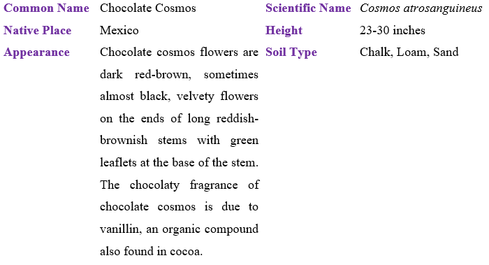 chocolate-cosmos table