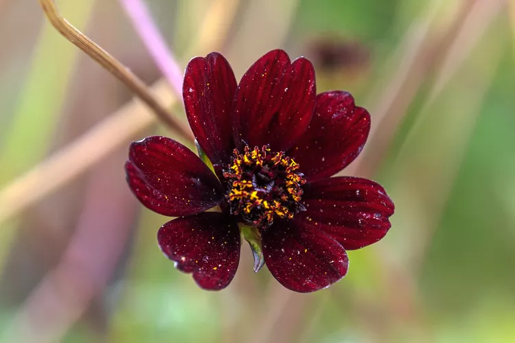 chocolate-cosmos.