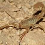 coahuila-devil-scorpion.