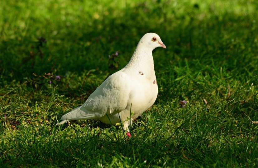 cumulet-pigeon.