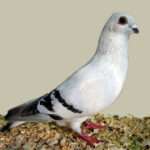 damascene-pigeon
