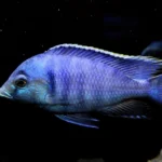 deepwater-haplochromis-fish
