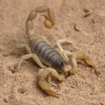 desert-hairy-scorpion