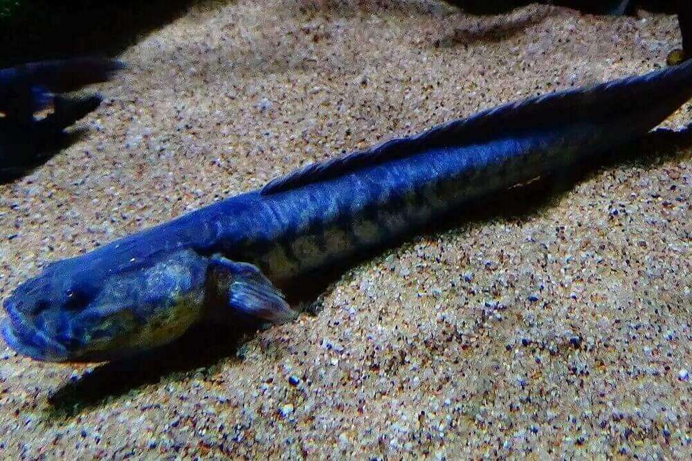 dragon-fish-goby