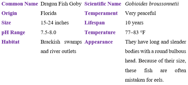 dragon-fish-goby table