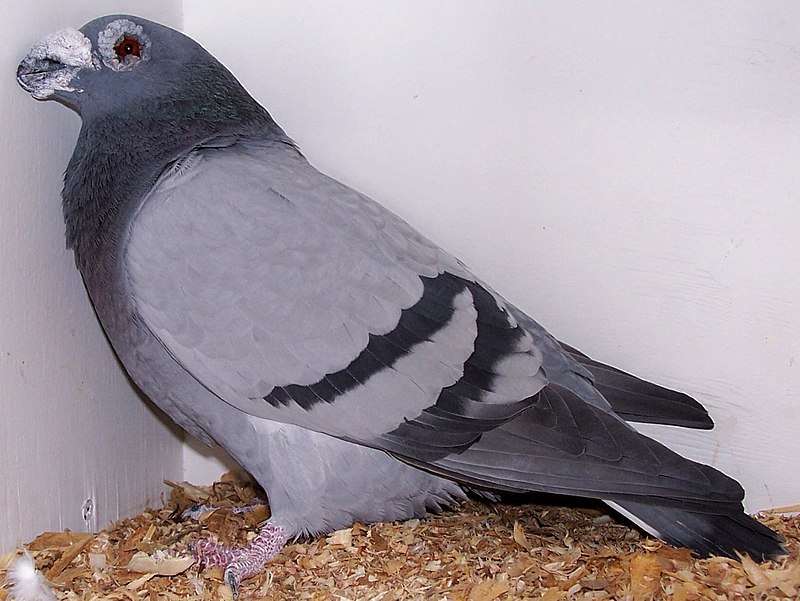 dragoon-pigeon