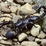 emperor-scorpion.