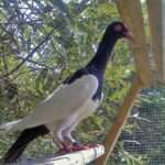 english-magpie-pigeon.