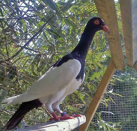 english-magpie-pigeon.