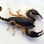 european-yellow-tailed-scorpion