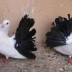 fantail-pigeon.