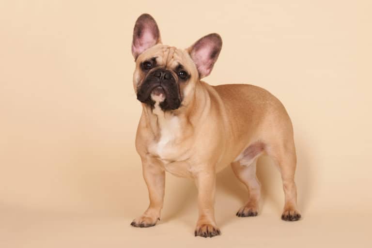 fawn-french-bulldog