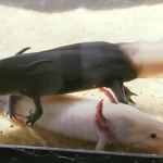 firefly-axolotl