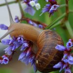 garden-snail.
