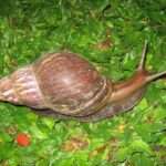giant-african-snail.