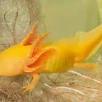 golden-axolotl