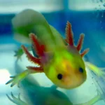 green-fluorescent-protein-Axolotl