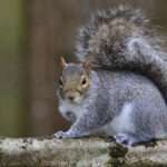 grey-squirrel