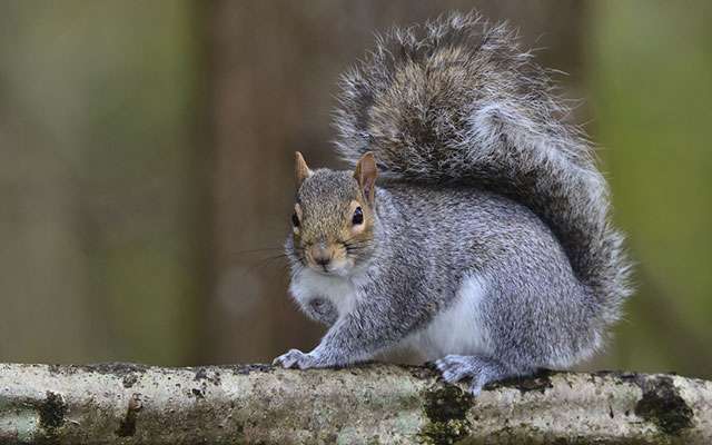 grey-squirrel
