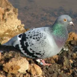 homing-pigeon