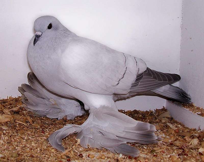 ice-pigeon