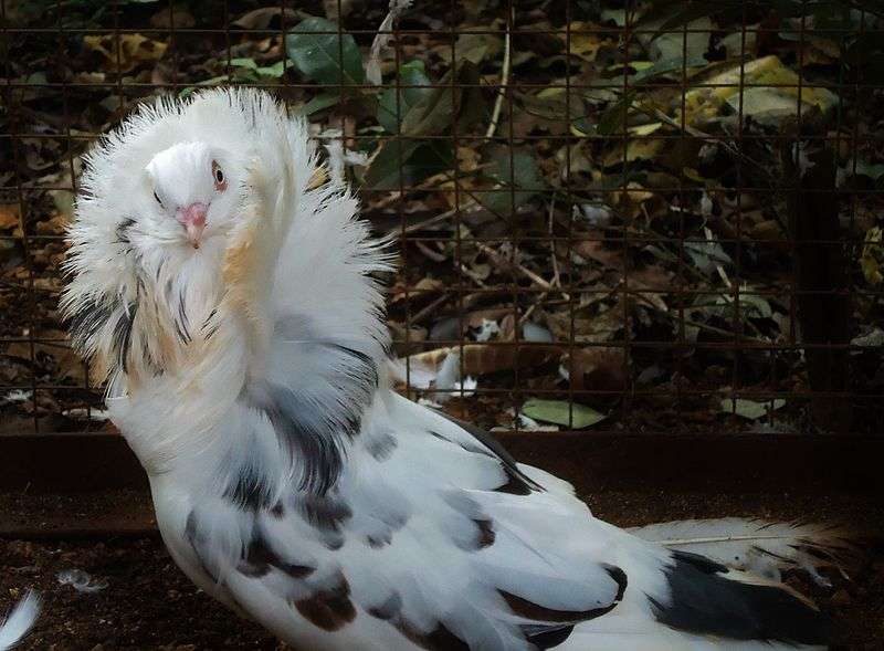 jacobin-pigeon