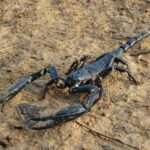 javanese-jungle-scorpion