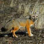 kit-fox