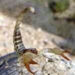 large-clawed-scorpion