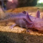 lavender-axolotl