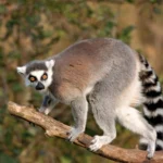 lemur