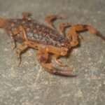 lesser-brown-scorpion