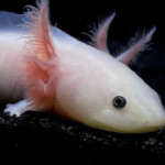 leucistic-axolotl