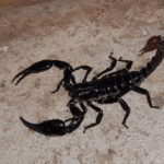 malaysian-black-scorpion