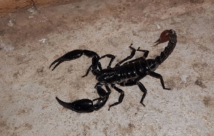 malaysian-black-scorpion
